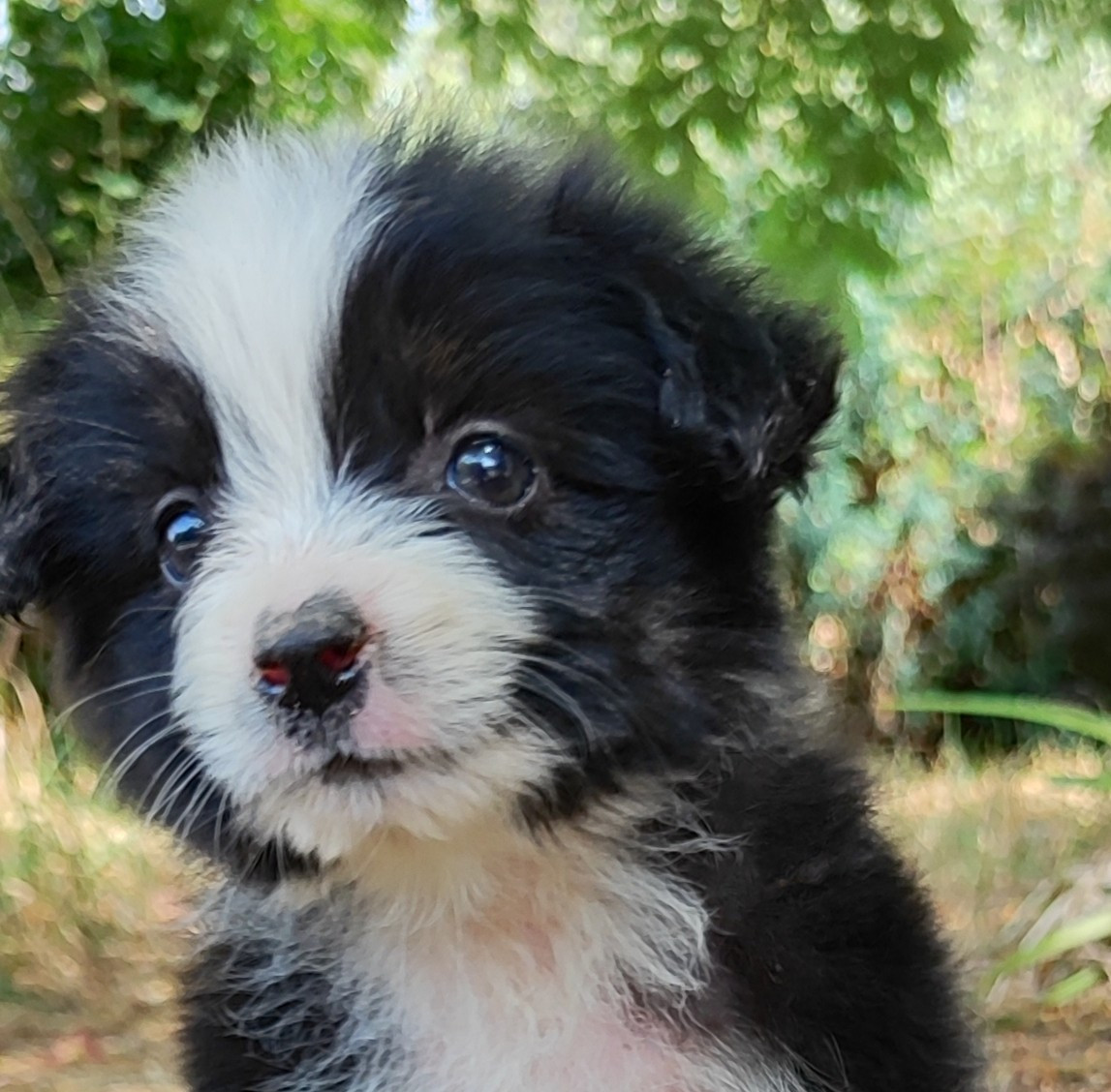 Chiot Berger Américain Miniature  des menthes sauvages