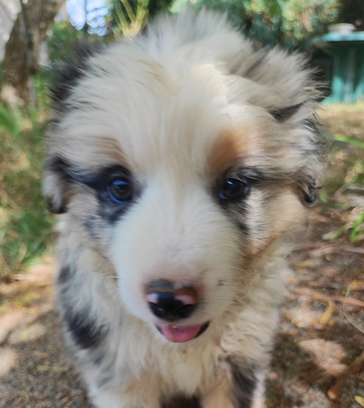 des menthes sauvages - Chiots disponibles - Berger Américain Miniature 