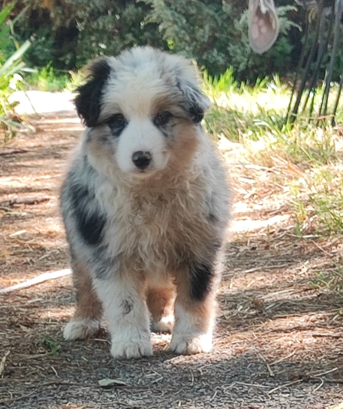 des menthes sauvages - Chiots disponibles - Berger Américain Miniature 