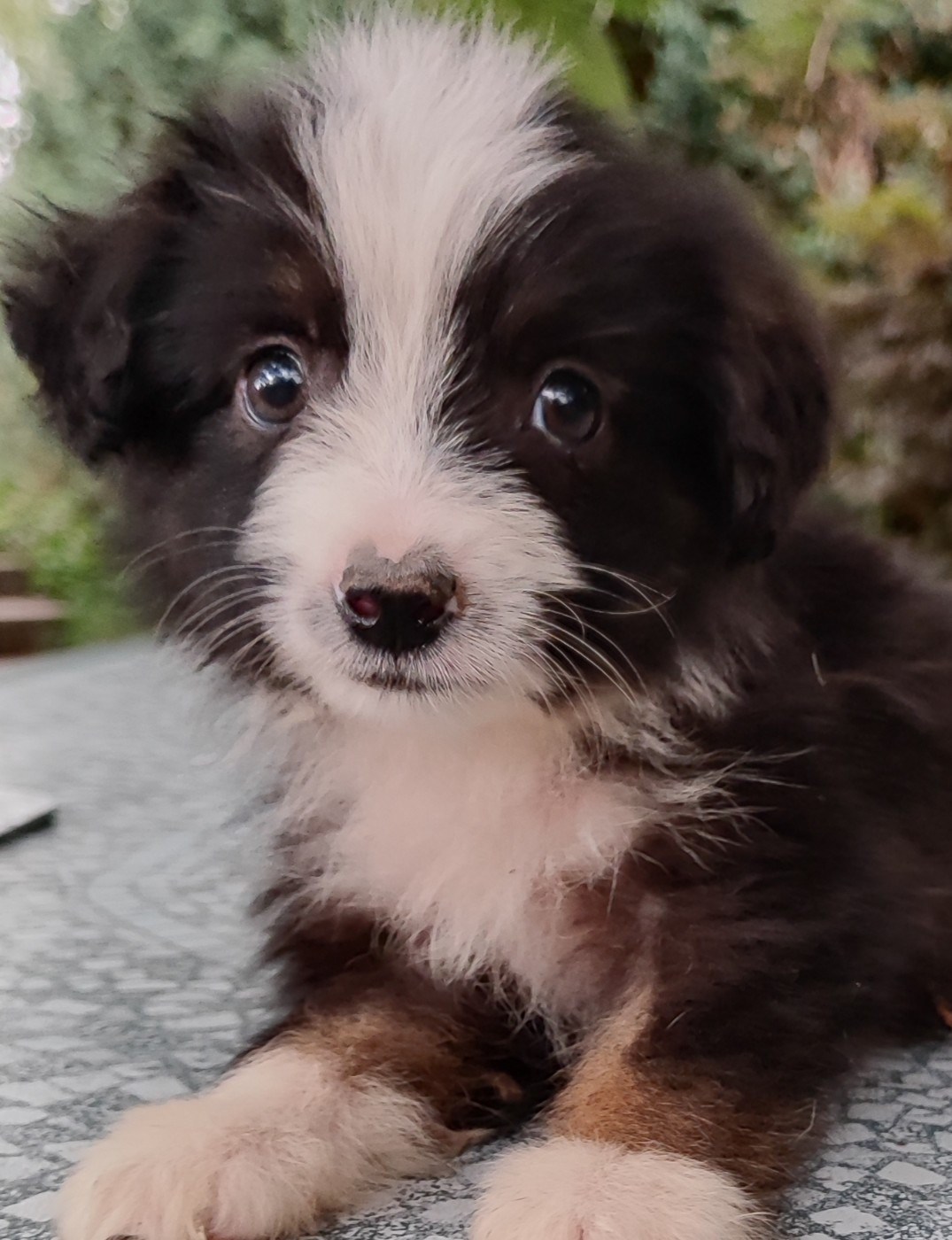 des menthes sauvages - Chiots disponibles - Berger Américain Miniature 