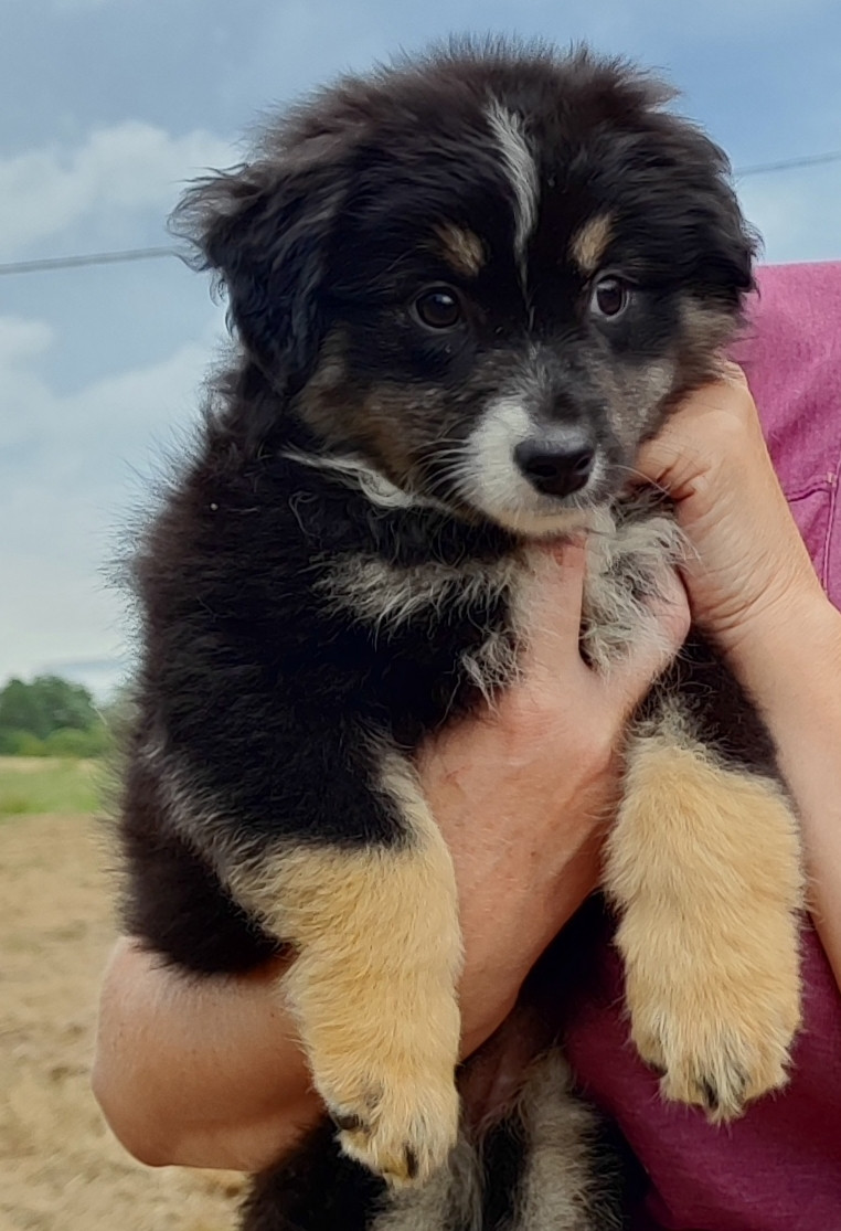 des menthes sauvages - Chiots disponibles - Berger Américain Miniature 