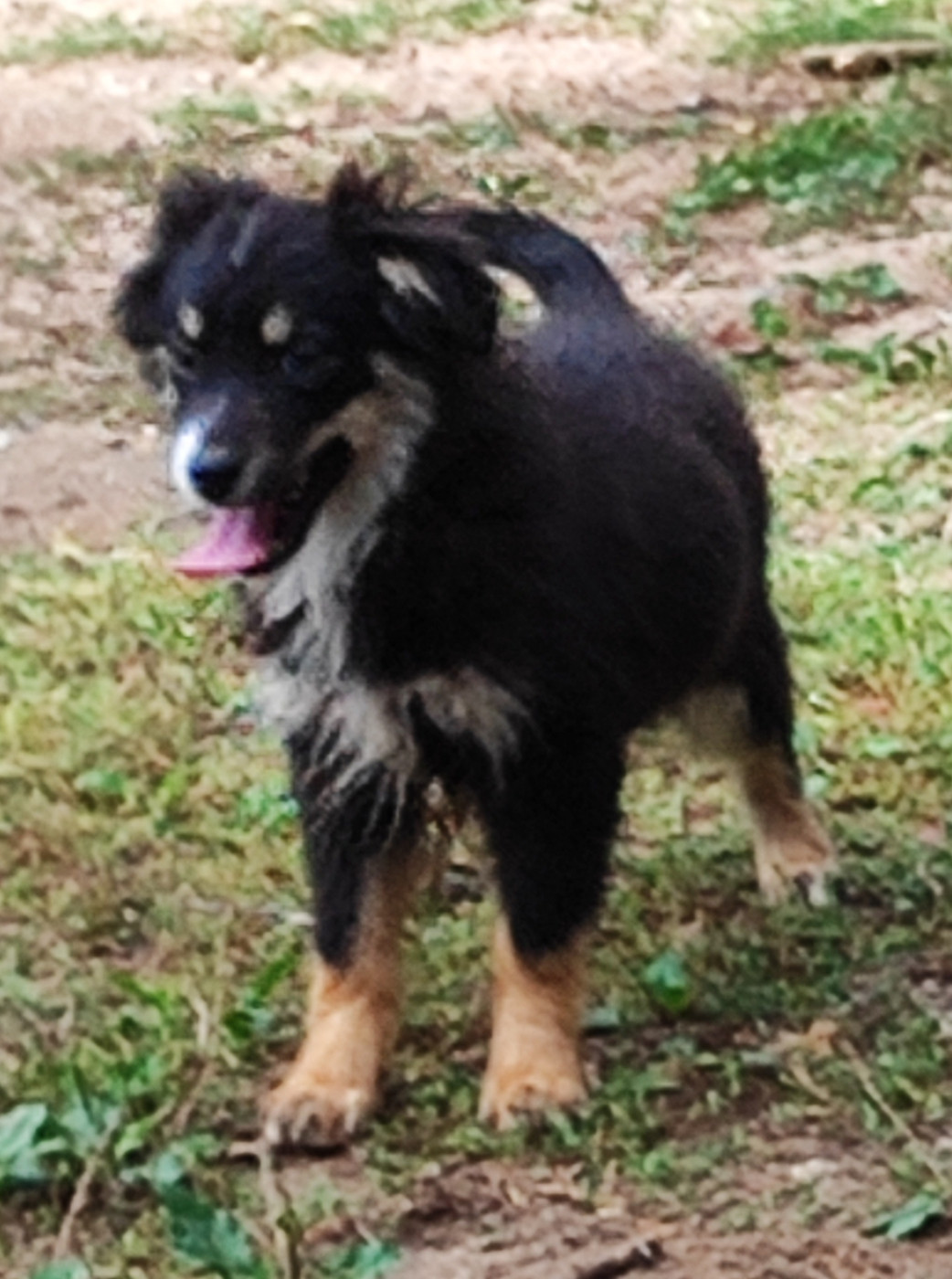 des menthes sauvages - Chiots disponibles - Berger Américain Miniature 