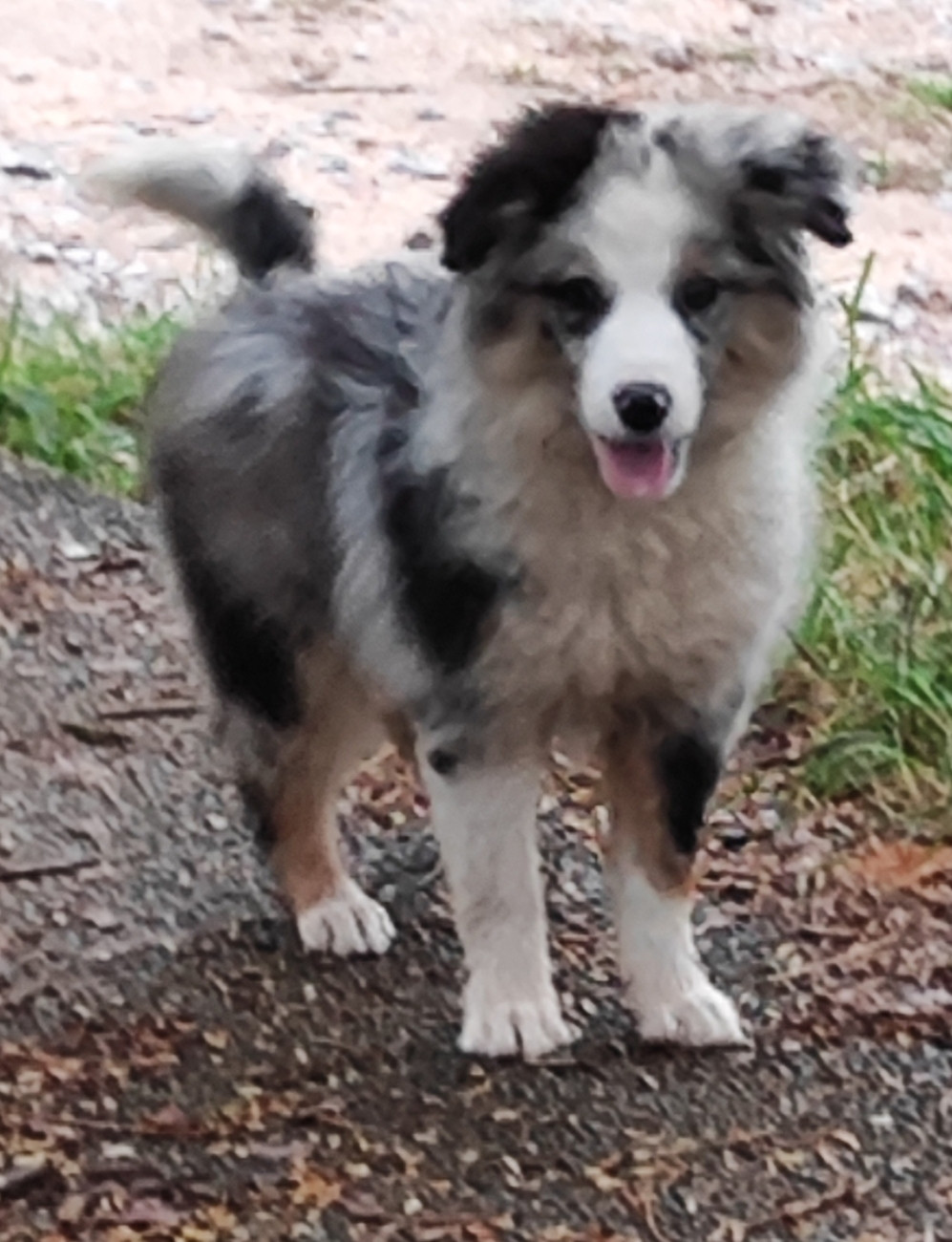 des menthes sauvages - Chiots disponibles - Berger Américain Miniature 