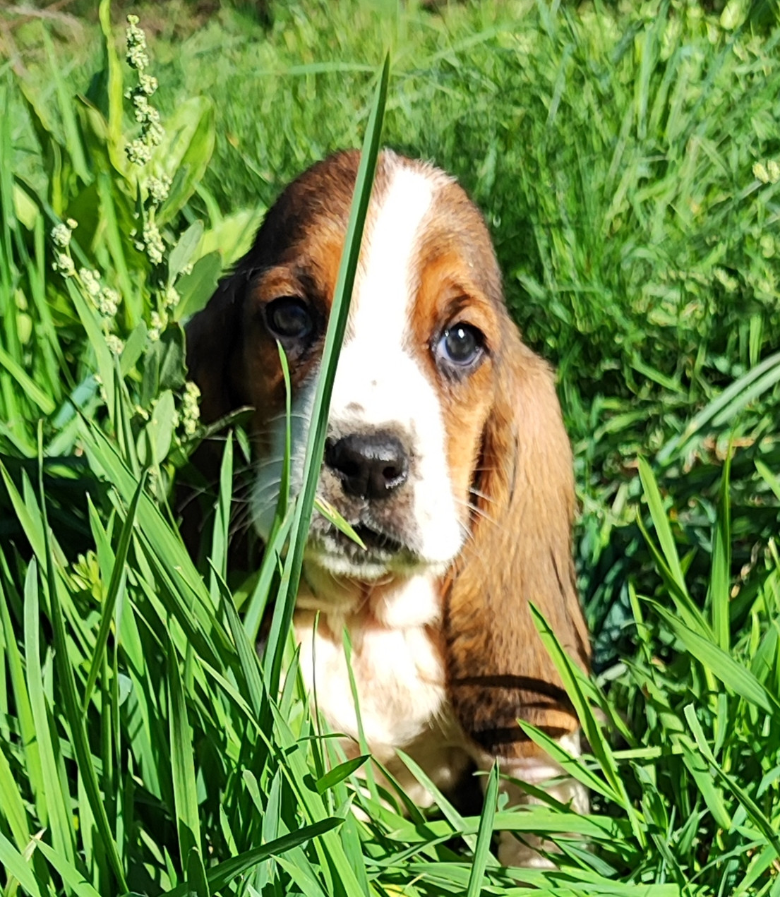 des menthes sauvages - Chiots disponibles - Basset Hound