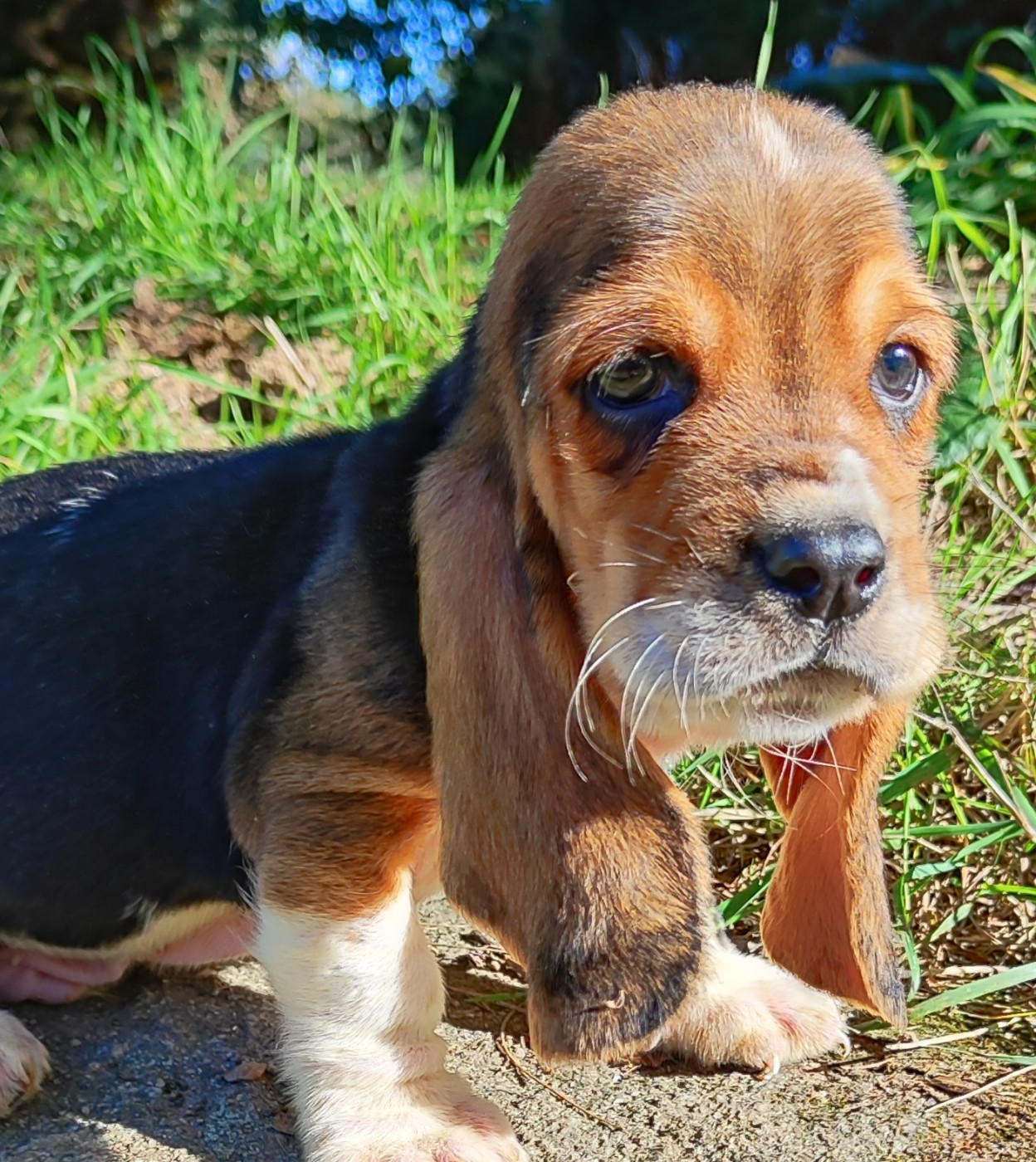 des menthes sauvages - Chiots disponibles - Basset Hound