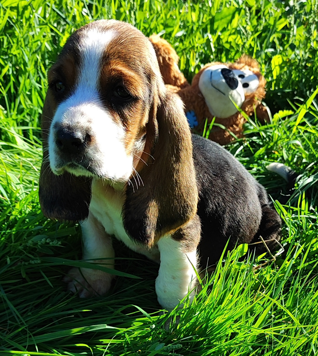 des menthes sauvages - Chiots disponibles - Basset Hound
