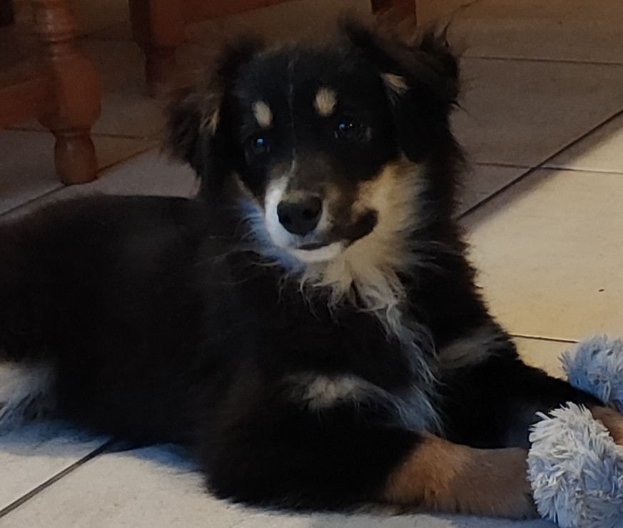 des menthes sauvages - Chiots disponibles - Berger Américain Miniature 