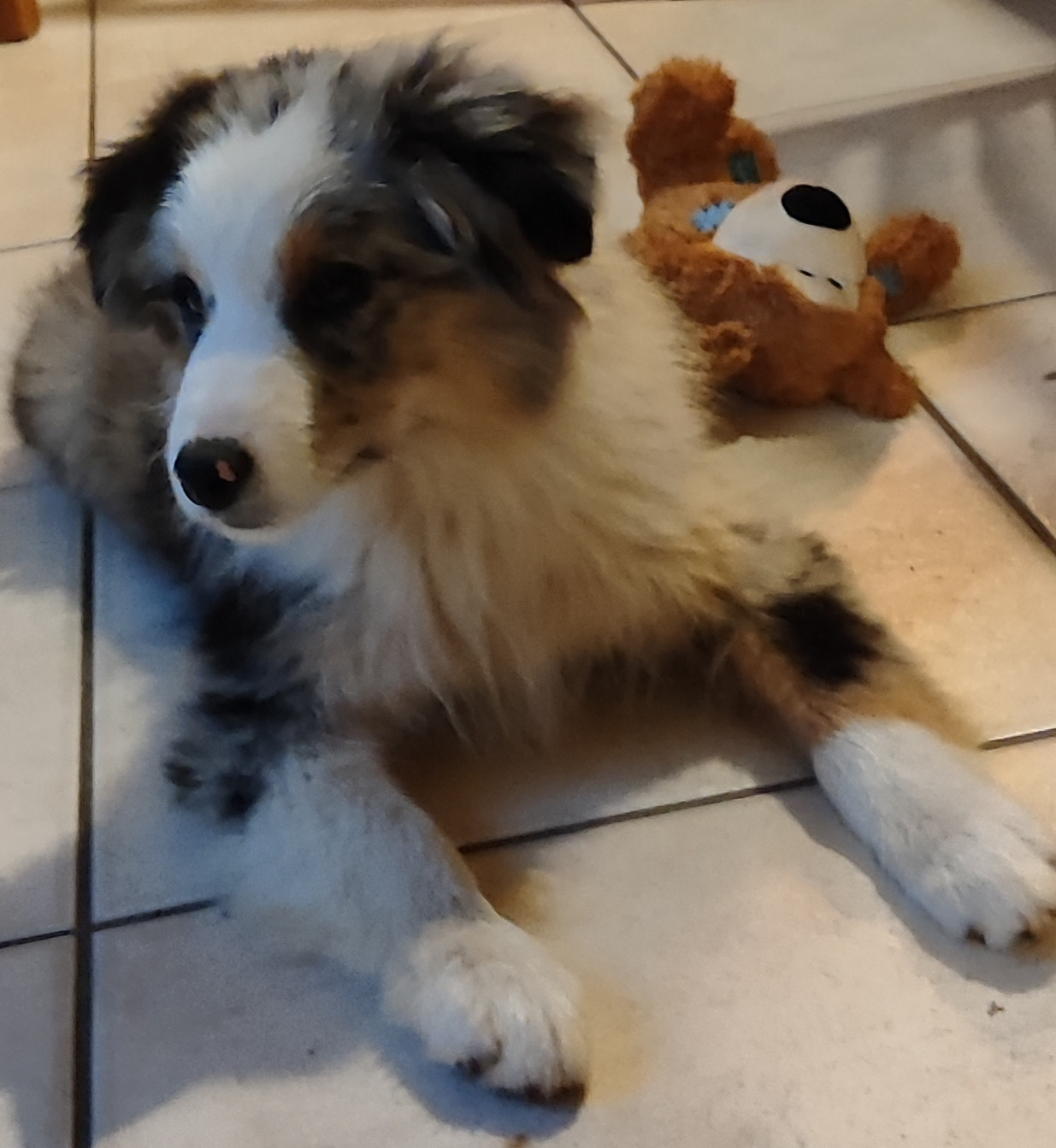 des menthes sauvages - Chiots disponibles - Berger Américain Miniature 