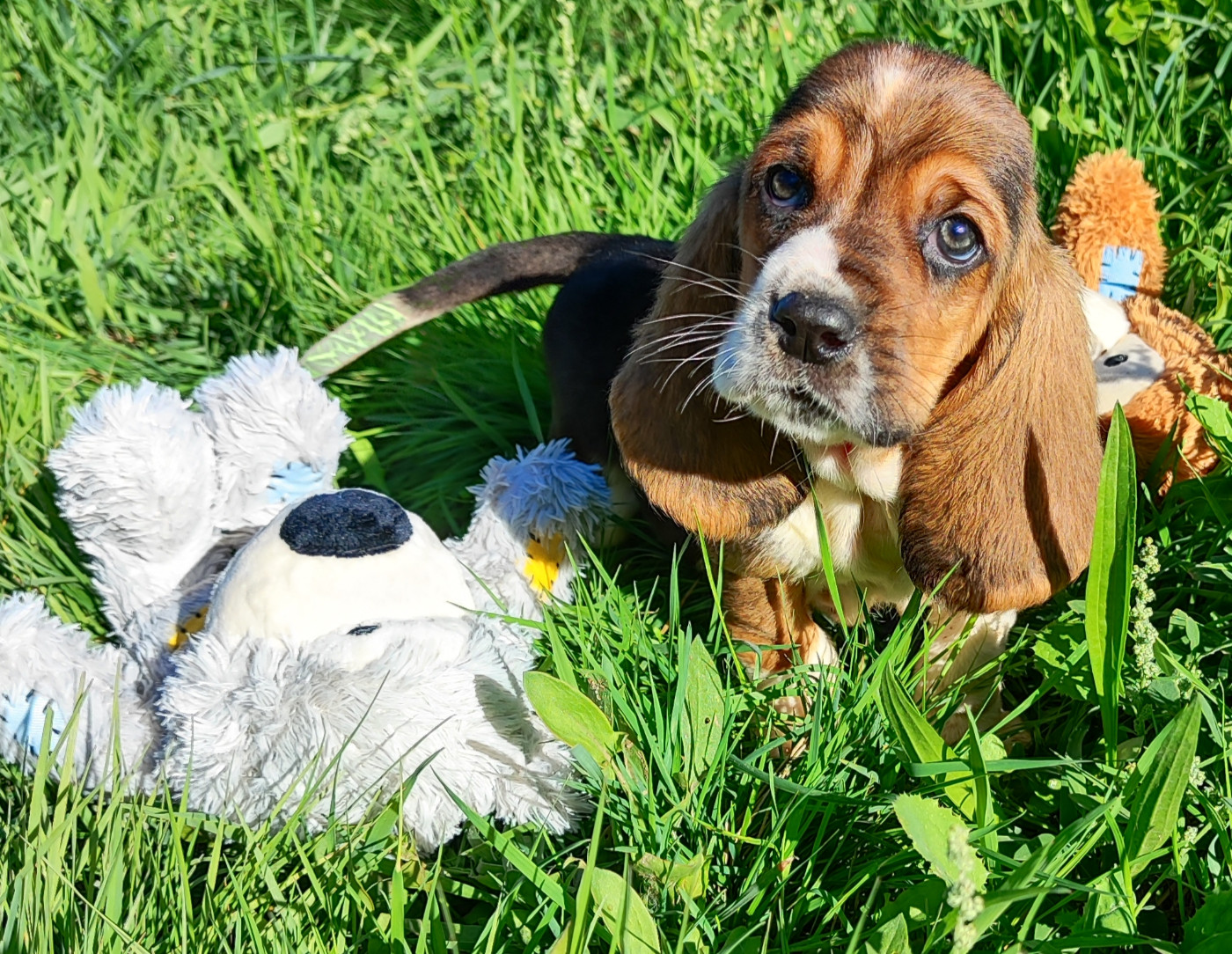 des menthes sauvages - Chiots disponibles - Basset Hound