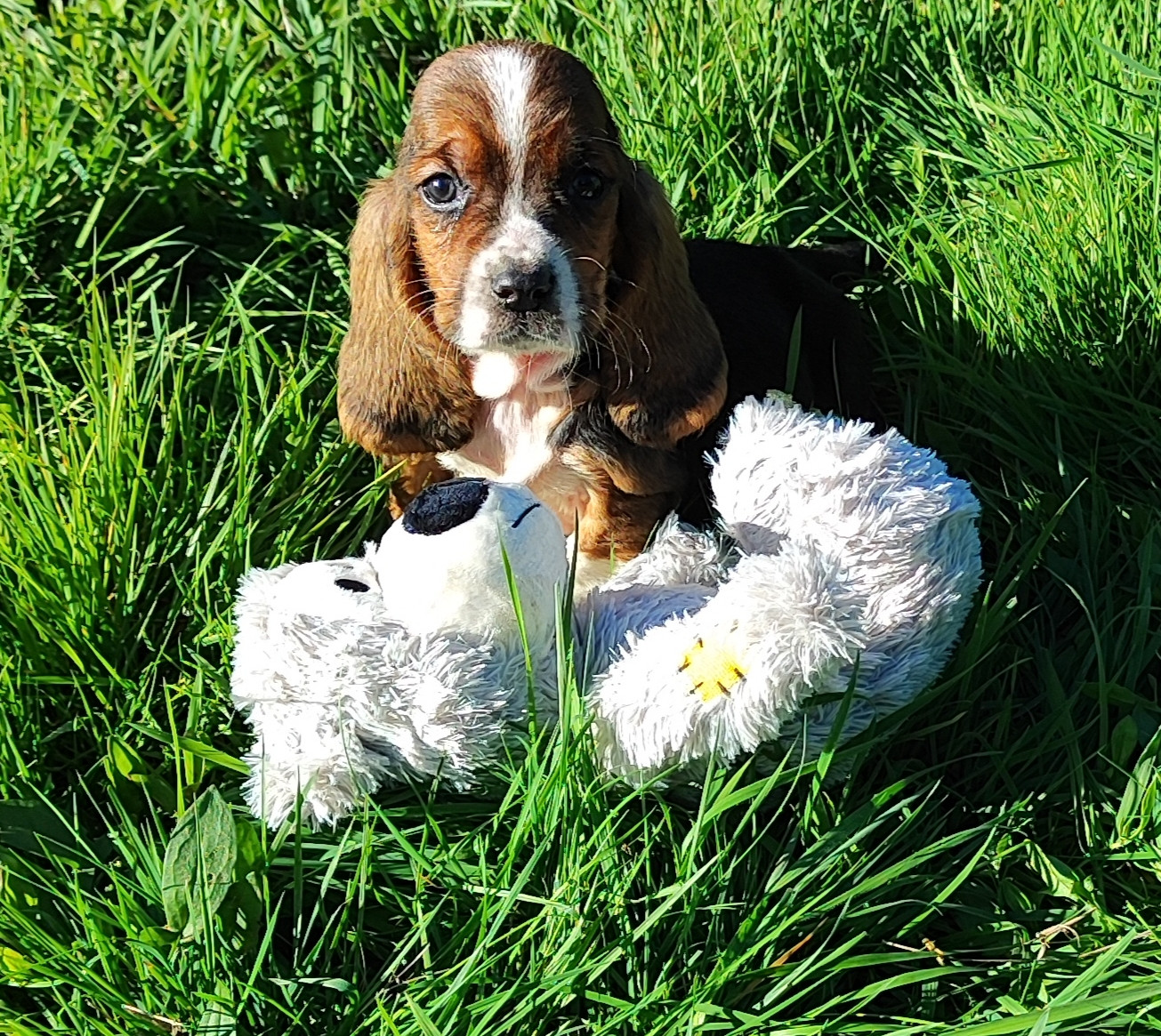 des menthes sauvages - Chiots disponibles - Basset Hound