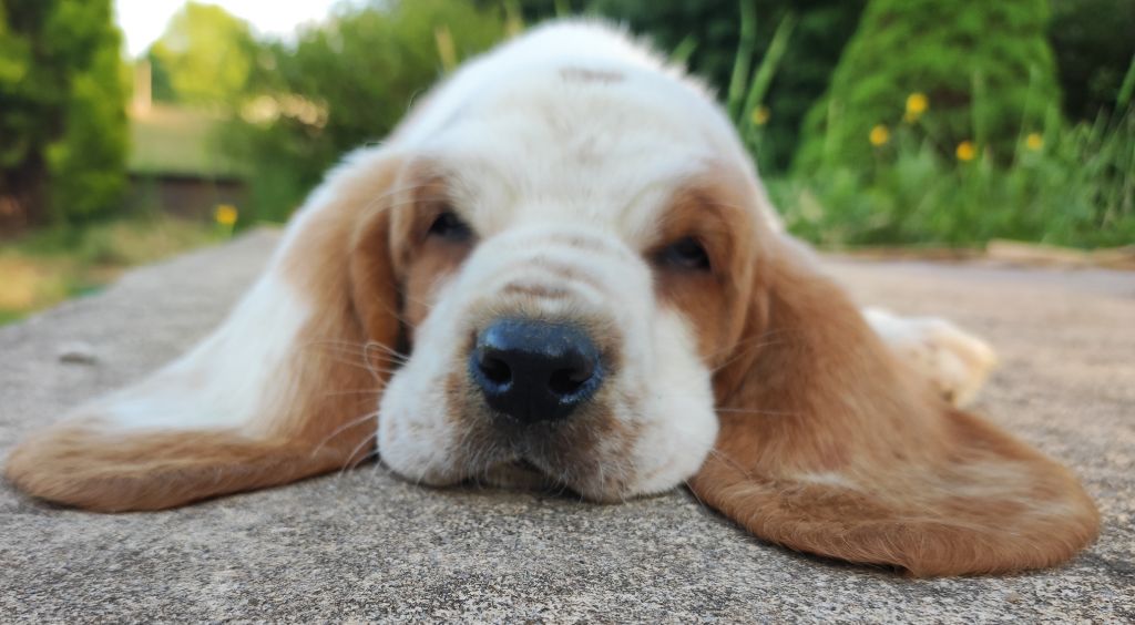 des menthes sauvages - Chiots disponibles - Basset Hound