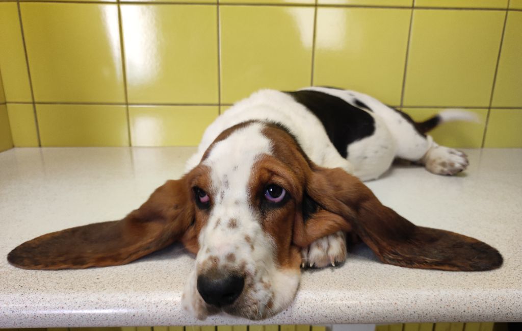 Chiot Basset Hound des menthes sauvages
