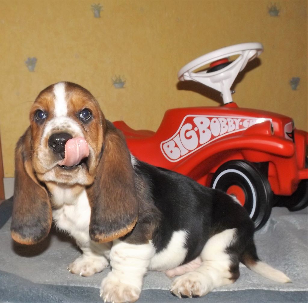 des menthes sauvages - Basset Hound - Portée née le 26/11/2018