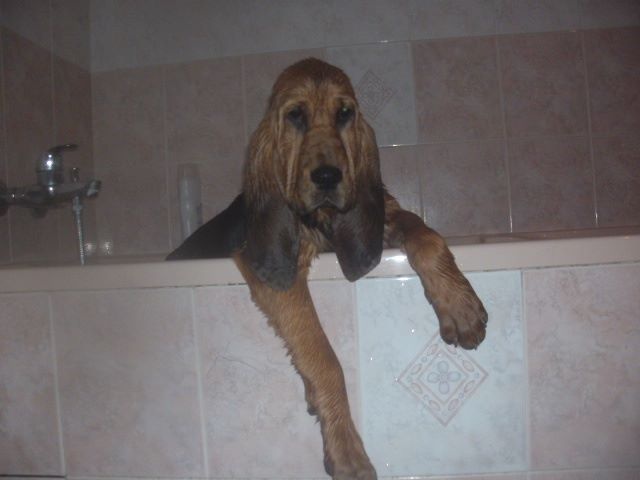 des menthes sauvages - Chien de Saint-Hubert - Portée née le 17/07/2014