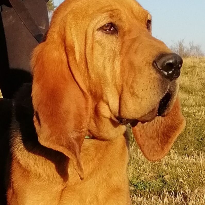 des menthes sauvages - Chien de Saint-Hubert - Portée née le 03/05/2020