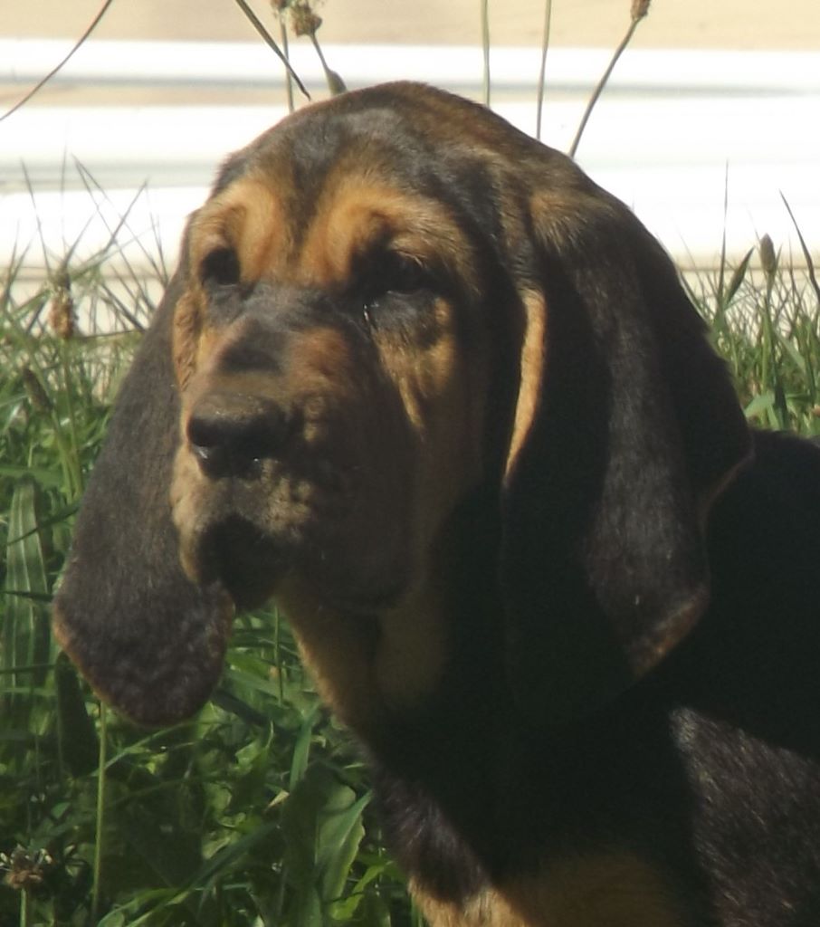 des menthes sauvages - Chien de Saint-Hubert - Portée née le 12/07/2017