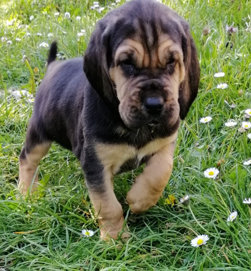 des menthes sauvages - Chien de Saint-Hubert - Portée née le 19/03/2021