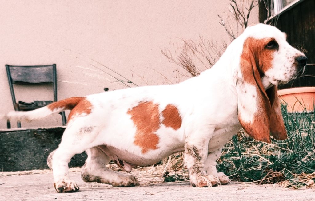des menthes sauvages - Chiots disponibles - Basset Hound