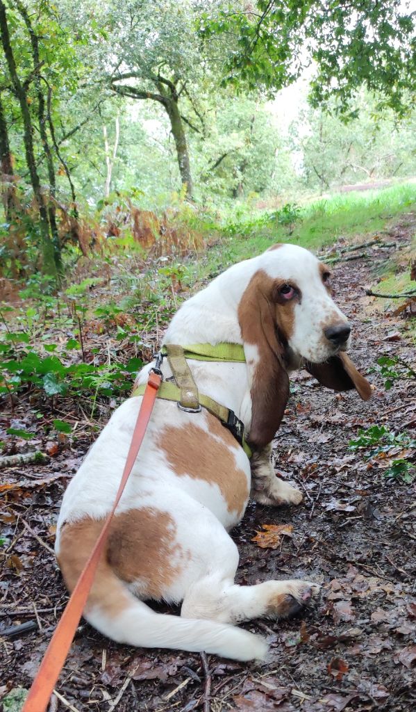 des menthes sauvages - Chiots disponibles - Basset Hound