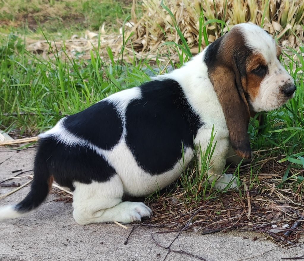 des menthes sauvages - Chiots disponibles - Basset Hound