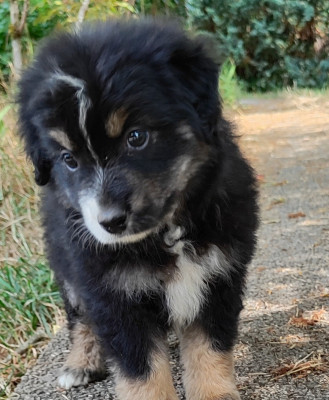 Chiot N°2