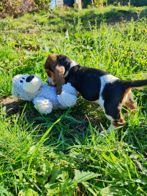 CHIOT 3