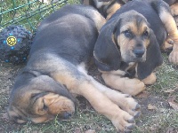 JIMMY DES MENTHES SAUVAGES