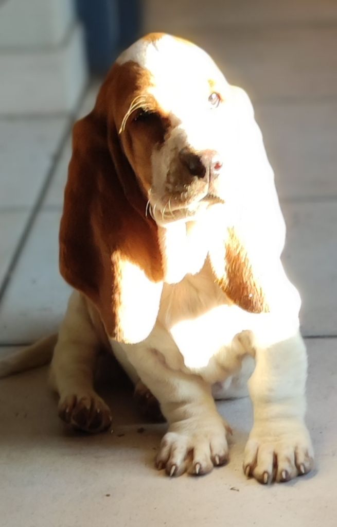 Chiot Basset Hound des menthes sauvages