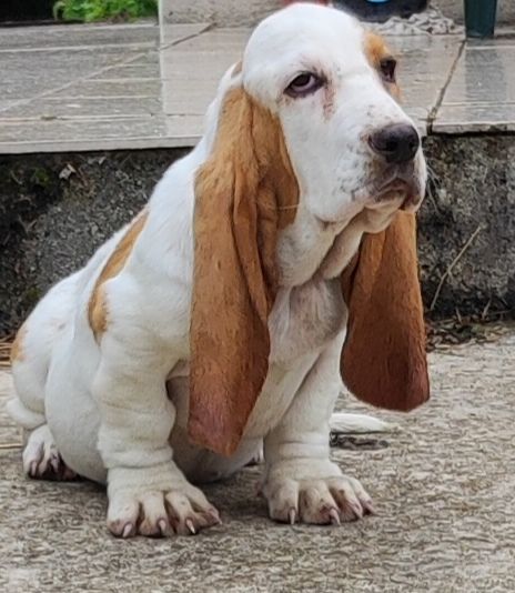 des menthes sauvages - Chiots disponibles - Basset Hound