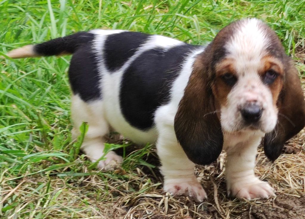 des menthes sauvages - Chiots disponibles - Basset Hound