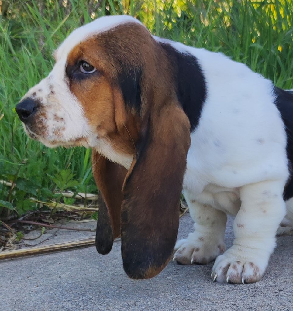 des menthes sauvages - Chiots disponibles - Basset Hound
