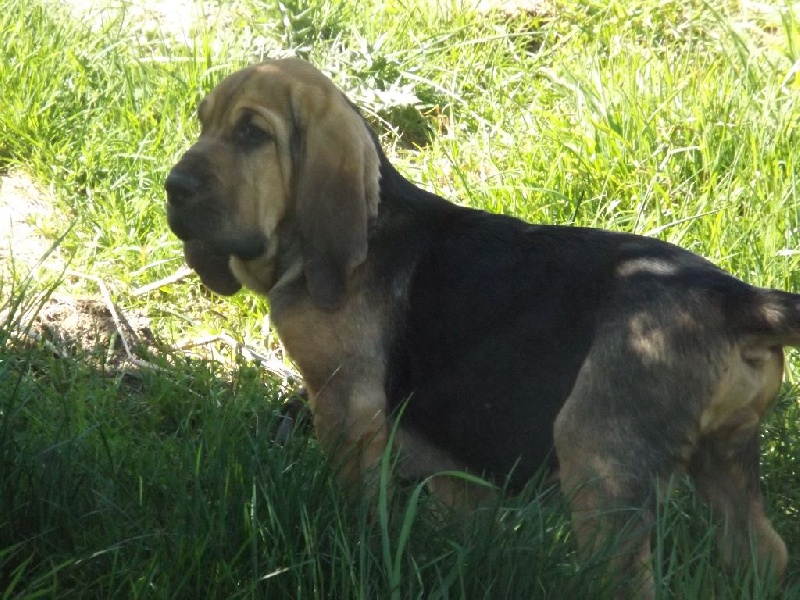 des menthes sauvages - Chien de Saint-Hubert - Portée née le 17/01/2015