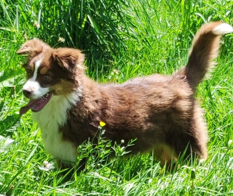 des menthes sauvages - Chiots disponibles - Berger Américain Miniature 