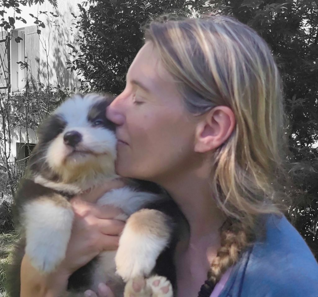 Chiot Berger Australien des menthes sauvages