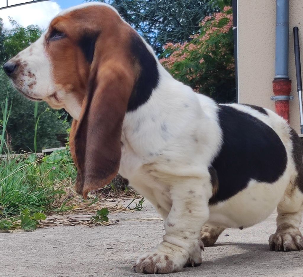 des menthes sauvages - Chiots disponibles - Basset Hound
