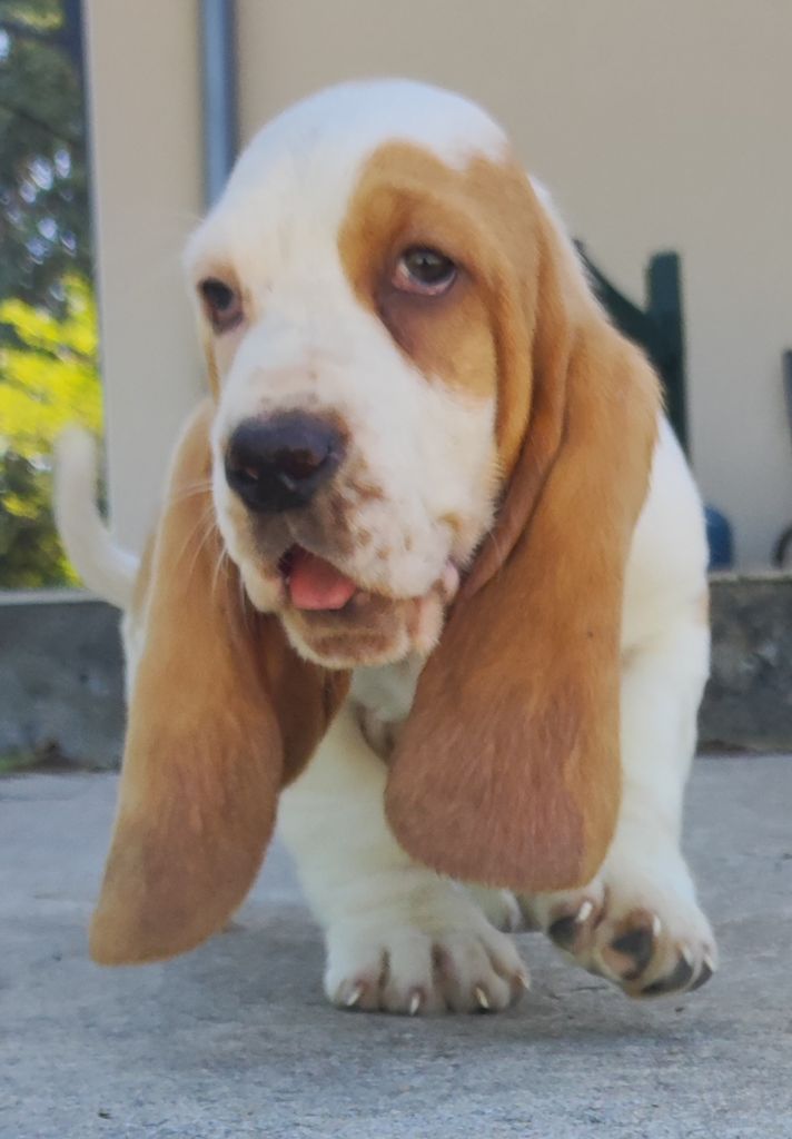 des menthes sauvages - Chiots disponibles - Basset Hound