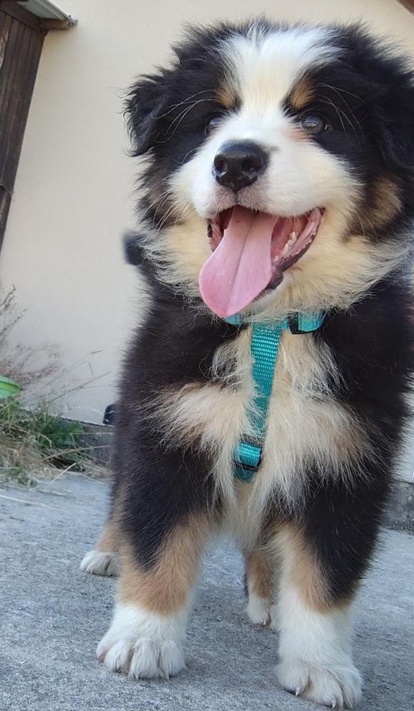 des menthes sauvages - Chiots disponibles - Berger Australien